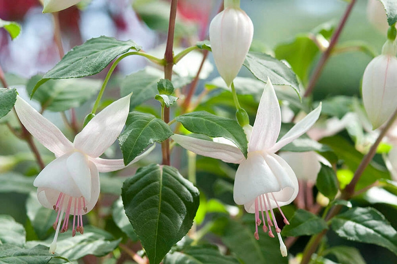Fuchsia White Joy, Hardy Fuchsia White Joy, Flowering Shrub, White Flowers